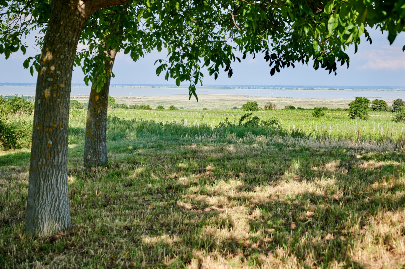 Blick von der Picknickwiese über die Weingärten zum Neusiedler See