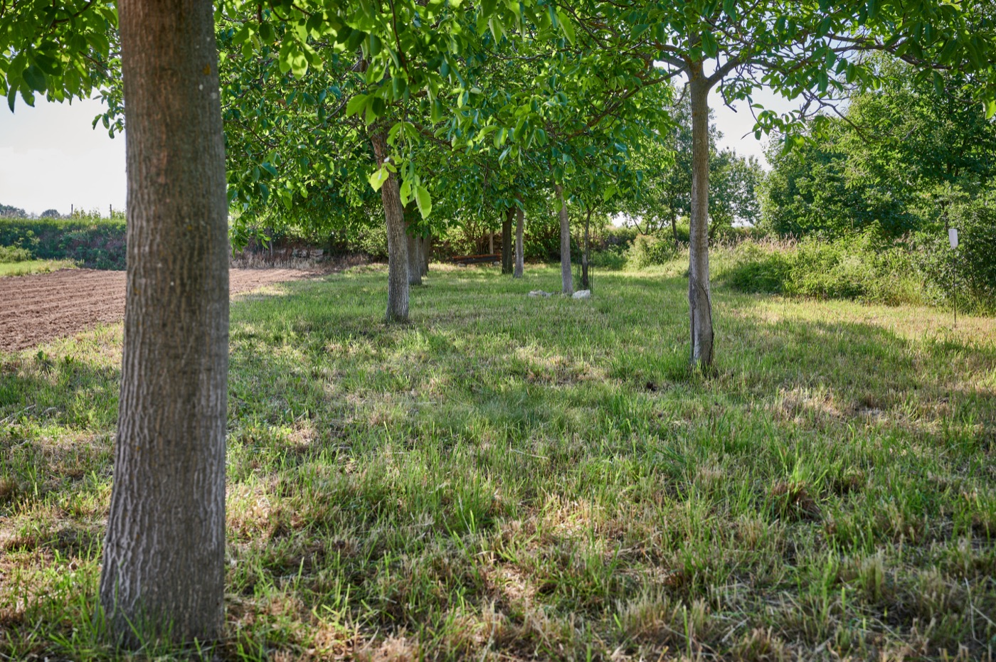 Die schattige Picknickwiese